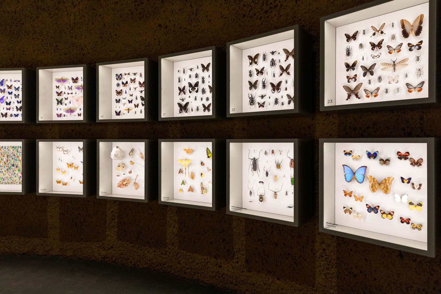 Insectarium - Photo Espace pour la vie / Mélanie Dusseault
