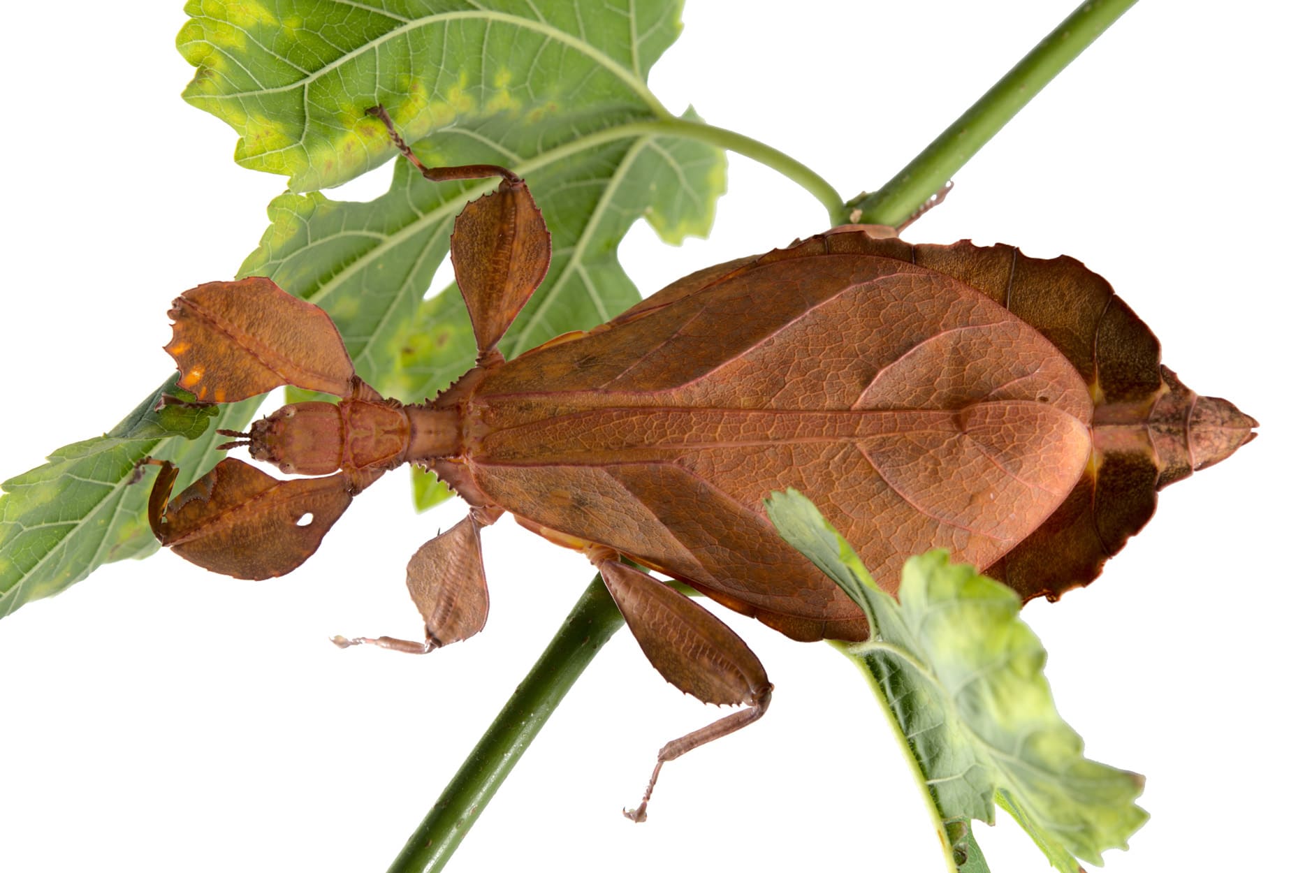 Insectarium - Photo Espace pour la vie / Thierry Boislard