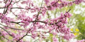 Jardin Botanique de Montréal - Photo Espace pour la vie/Martine Larose