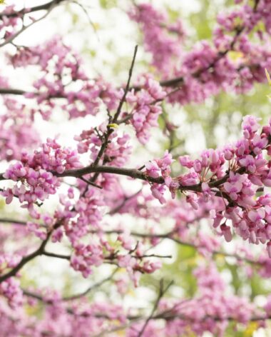 Jardin Botanique de Montréal - Photo Espace pour la vie/Martine Larose