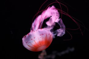 Aquarium du Québec - Méduse - Melvin Toullec