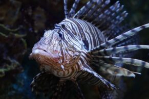 Aquarium du Québec - Poisson - Melvin Toullec