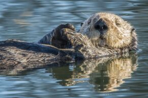 Aquarium du Québec - Projet Louphoque- loutre de mer - Douglas Croft