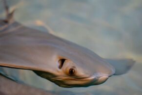 Aquarium du Québec - Bassin tactile des raies - Photo Raphaël Lavoie