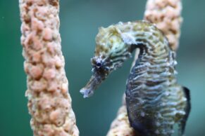 Aquarium du Québec - Hippocampe - Melvin Toullec
