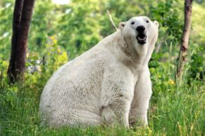 Aquarium du Québec - Ours blanc - Francis Doucet