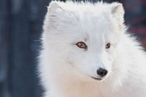 Aquarium du Québec - Renard arctique - Chantale Gagnon