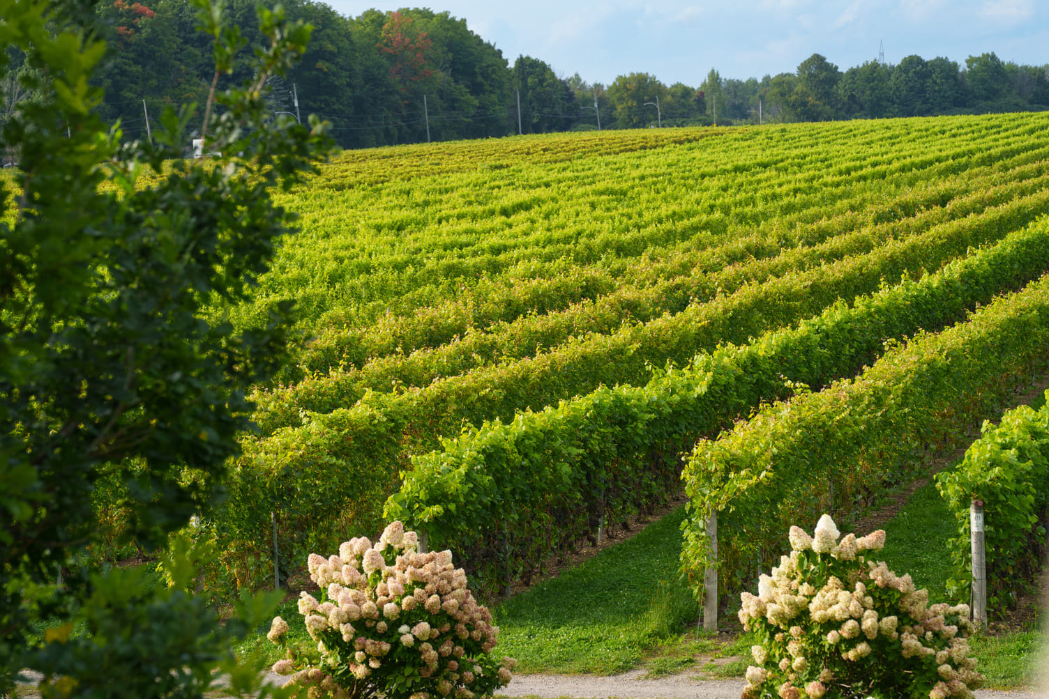 Vignoble Rivière du Chêne - Photo Tourisme Laurentides