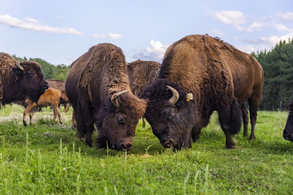 Terre des Bisons - Photo Etienne Boisvert