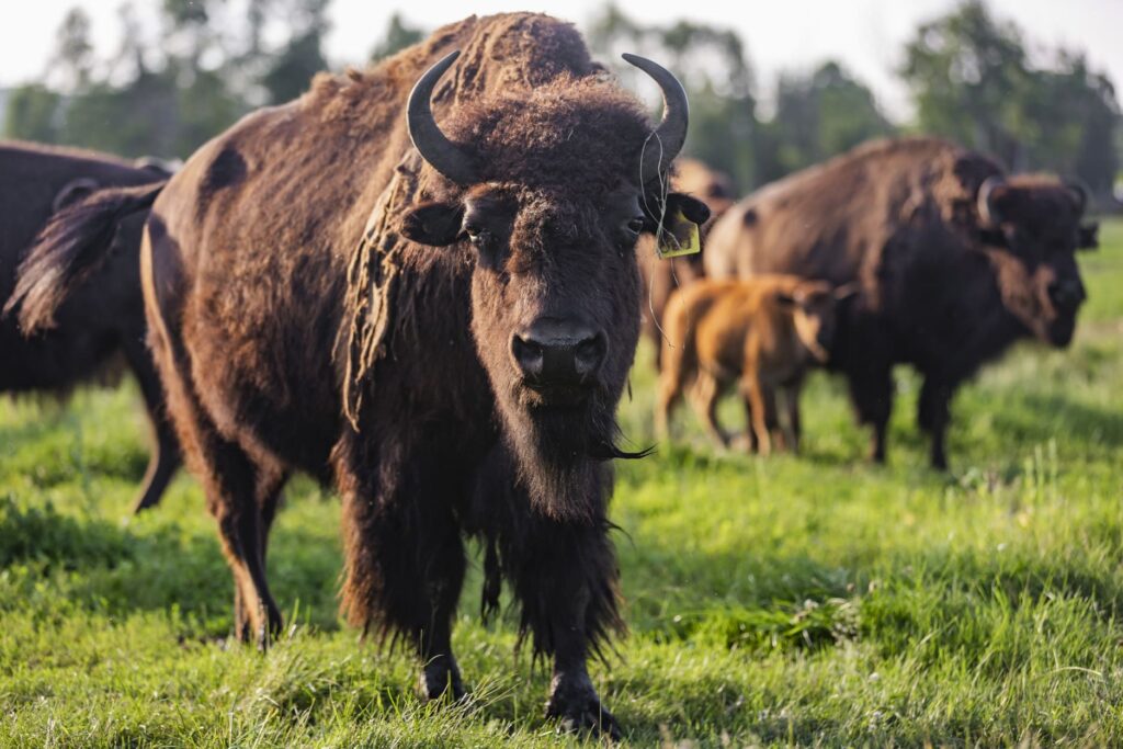 Terre des Bisons - Photo Etienne Boisvert