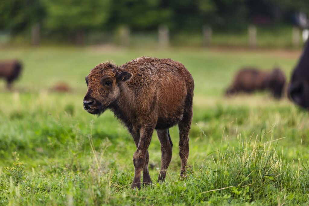 Terre des Bisons - Photo Etienne Boisvert