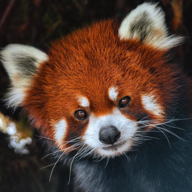 Le Zoo Sauvage de St-Felicien n'est pas un parc animalier comme les autres. Les animaux évoluent en semi-liberté dans leur habitat et les visiteurs du parc sont invités à les découvrir grâce à une promenade en train. 
Venez rencontrer ce magnifique panda roux 🧡 (une espèce menacée)
•
•
•
#quebeclemag #quebec #qc #zoo #zoosaintfelicien #zoosauvagestfelicien #pandaroux #animal #animallovers #animalphotography #explorequebec #explorecanada #lemeilleurducanada #vacancesquebec #voyagequebec