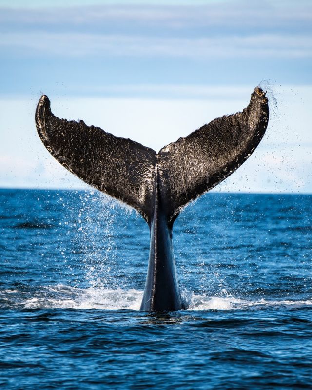 Vous rêvez d'un road trip absolument génial ? D'un voyage qui vous marquera à vie ?
Direction la Côte-Nord sur la route des Baleines 🐳 au Quebec maritime !
📷 - Baleines © Sébastien St-Jean
📷 - Parc Nature de Pointe-aux-Outardes
📷 - Hôtel Tadoussac © Mathieu Dupuis
.
.
#quebeclemag #quebec #qc #cotenord #quebecmaritime #explorequebec #lemeilleurducanada #quebeclessentiel #baleine #whaleswatching #tadoussac #routedesbaleines