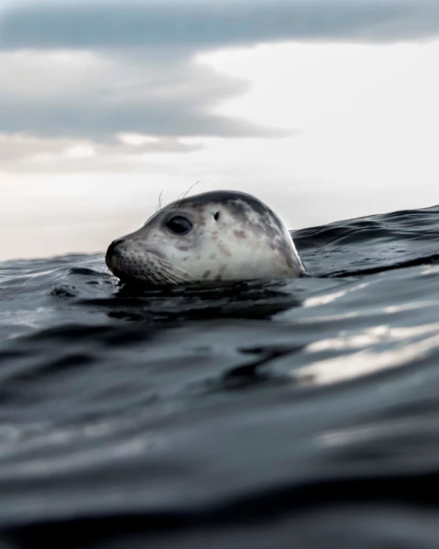 Il est inutile d’aller loin pour observer la faune sauvage du Québec. Vous êtes chez eux ! 🐾
La rencontre avec les animaux sauvages qui peuplent les grands espaces n’est donc pas une question de chance : il suffit d’ouvrir les yeux mais attention, sans les déranger.
.
.
#quebeclemag #quebec #qc #animaux #animalsanctuary #animalslover #faune #fauneduquebec #quebeclessentiel #lemeilleurducanada #explorequebec #travel #travelquebec