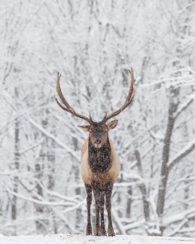 À Montebello en Outaouais, le @parcomega dévoile ses 900 hectares sous la neige.
Ce safari de 12 kilomètres en voiture est le meilleur moyen pour observer bisons, caribous et cervidés depuis votre fenêtre. Déjà magique en été, cette expérience est l'une de nos activités préférées en hiver ! 
Écoutez ou réécoutez notre podcast exclusif sur ce lieu unique au Canada. 
N'oubliez pas les carottes ! 🥕
.
.
#quebeclemag #quebec #qc #parcomega #animal #animalsanctuary #animallover #explorequebec #outaouais #outaouaisfun #lemeilleurducanada #quebeclessentiel