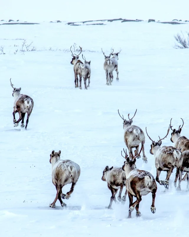 Le Nunavik, vaste territoire au nord du Québec, s’étend sur plus de 507 000 km² de toundra, de forêts boréales et d’îles isolées. Sans réseau routier, l’isolement est total et l’expérience profondément authentique.
Entre l’ours polaire, le caribou et les aurores boréales, le Nunavik est le voyage d’une vie : un dépaysement absolu au cœur de l’hiver.
📷 - Martin Levesque et Olivier Paradis
.
.
#quebeclemag #quebec #qc #nunavik #hiver #hiverquebec #explorequebec #lemeilleurducanada #winterquebec #snow