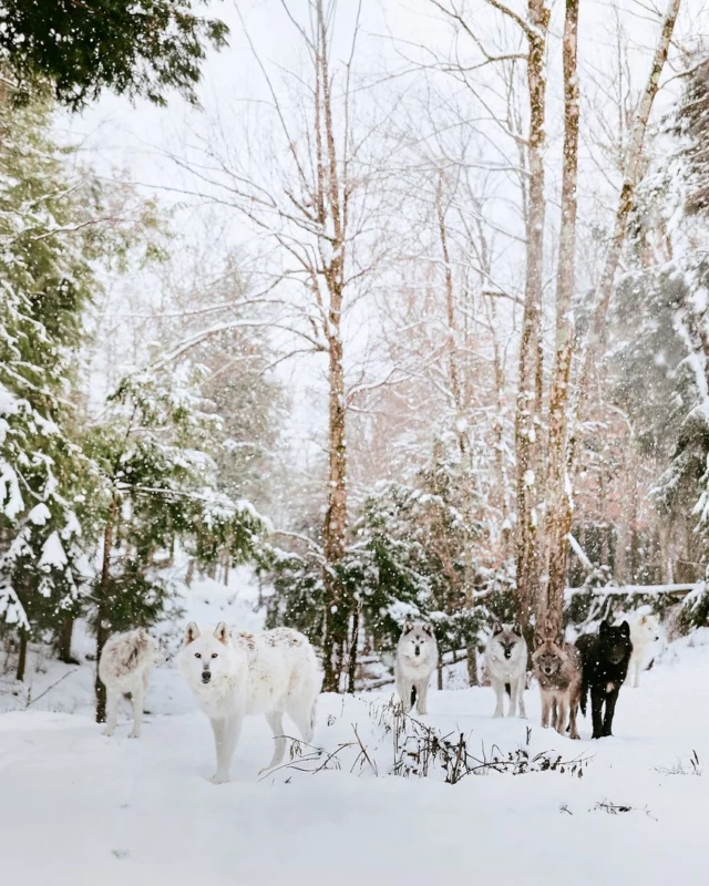 Croiser le regard d'un loup arctique, observer des caribous dans la poudreuse, voir un renard polaire... au @parcomega, l'hiver offre un accès privilégié à des espèces nordiques qui s'épanouissent pleinement dans le froid. 
Le safari de 12 km vous mène à la rencontre de près de 800 animaux sauvages, notamment l'observatoire des loups gris, unique en Amérique du Nord. 
Une expérience hors du commun qui devient magique en hiver ! ❄
📷 - Laure Poiret
.
.
#quebeclemag #quebec #qc #hiverquebecois #parcomega
