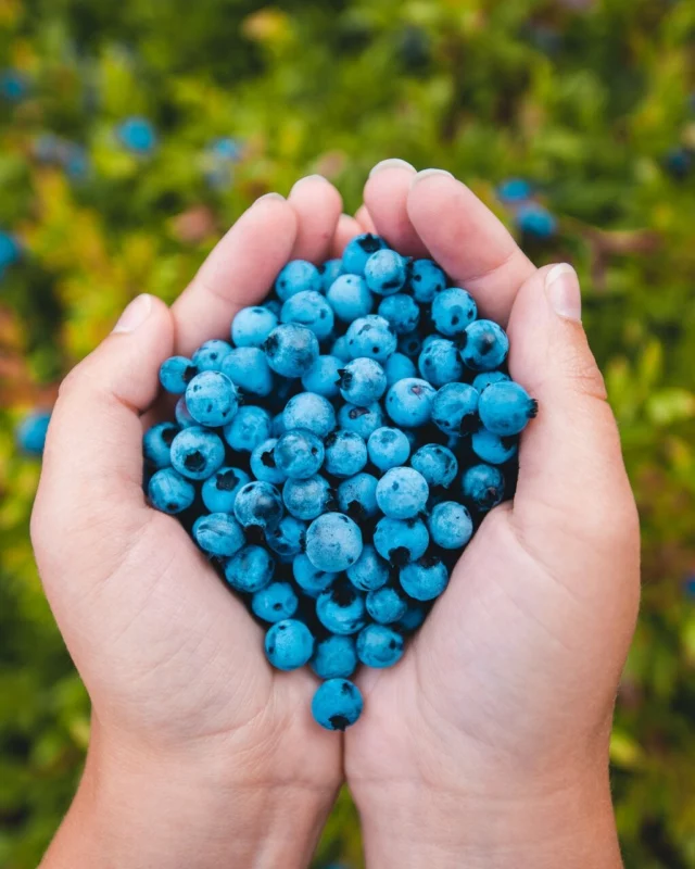 "Est-ce qu'on mange bien au Québec ?" La réponse est OUI ! 🧀
Le Saguenay-Lac-Saint-Jean est un terroir qui se croque, se sirote et se savoure. 
Autocueillette de bleuets, fromages artisanaux, chocolats ou encore vins... sans oublier les 14 microbrasseries qui jalonnent la route des Bières ! Ajoutez à cela les glaces artisanales et la fameuse tourtière, et vous comprendrez pourquoi on surnomme cette région le Royaume. Celui de la gourmandise, assurément ! ❤