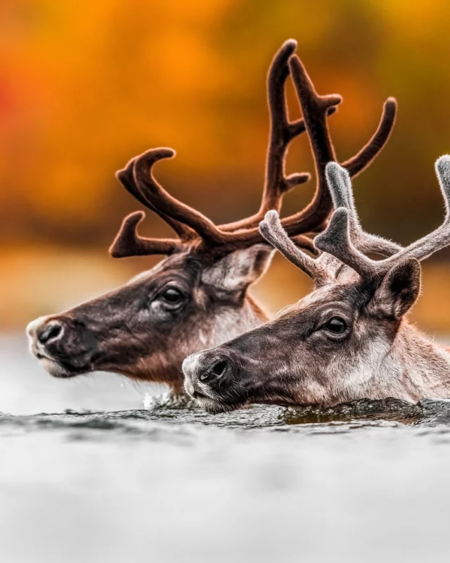 À la fin de l'été, le @nunavik.quebec dévoile son plus beau visage aux voyageurs.
Ours polaires, bœufs musqués, caribous, mammifères marins, aurores boréales et rencontres avec les communautés inuites... le Grand Nord québécois réserve des expériences inoubliables et hors du commun.
Avec @ungavapolarecotours et @nunawild.nunavik, deux compagnies locales basées à Kuujjuaq, partez vivre une aventure tout inclus au plus près de la nature arctique et de la culture inuite ! 
.
.
#quebeclemag #quebec #qc #nunavik #nunaviklife #explorequebec #roadtripquebec
