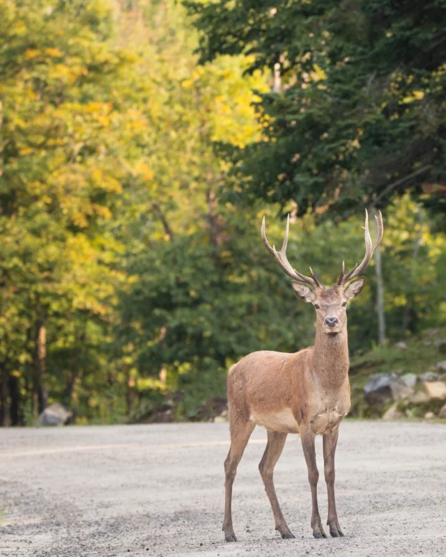 À 2h30 de Montréal s'étend un territoire de 900 hectares où près de 800 animaux sauvages vivent en liberté. 
Au @parcomega, vous parcourez 12 km en voiture, carottes à la main, à la rencontre des orignaux, cerfs de Virginie, bisons, wapitis et ours. Au milieu du parc, l'observatoire offre un face-à-face inoubliable avec une meute de loups gris. Et à la tombée de la nuit, le parcours féerique Oniro enchante la forêt à travers 17 tableaux lumineux.
À ne pas manquer cet été au Québec ! 🐺 🐻 🦊
.
.
#quebeclemag #quebec #qc #parcomega #animal #explorequebec #animallovers #outaouaisfun