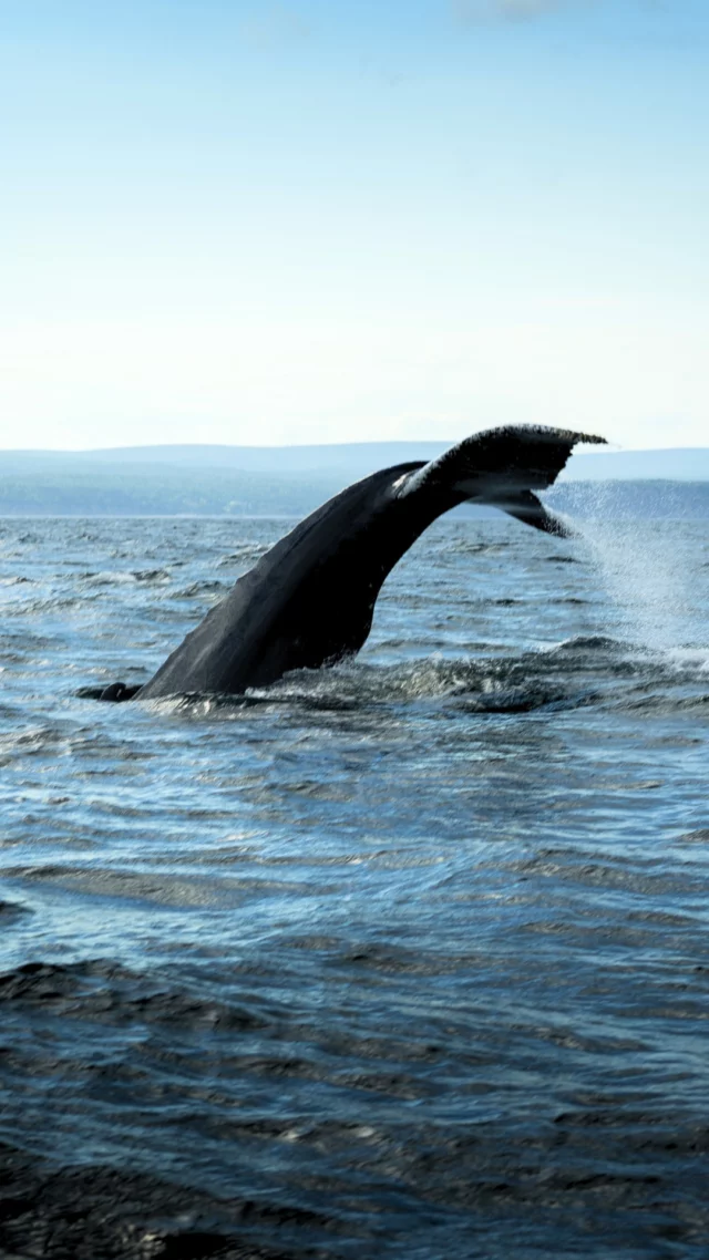 En Gaspésie, @cbgforillon vous emmène en excursion guidée à la rencontre des baleines. Chaque sortie suit le rythme de la mer et aucune rencontre ne ressemble à la précédente. Au large, vous aurez la chance d'observer les baleines, les phoques et les oiseaux marins, ainsi que de splendides paysages. L'entreprise détient le statut de concessionnaire officiel du parc national Forillon, un gage de connaissance du territoire. 
Une croisière inoubliable à vivre au moins une fois dans sa vie lors d'un voyage au @quebecmaritime
.
.
#quebeclemag #roadtripquebec #explorequebec #qc #quebecmaritime