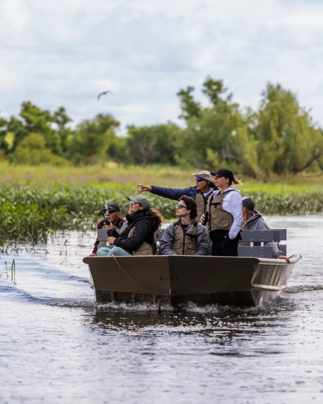 Et si la Louisiane se cachait au Québec mais sans les alligators ? Bienvenue au lac Saint-Pierre, cet élargissement du Saint-Laurent au @quebecauthentique.
Ici, le fleuve se gonfle sur 32 kilomètres et dessine un labyrinthe d'îles, de marais et de chenaux classé réserve mondiale de la biosphère par l'UNESCO. 🌿
Au programme de votre séjour :
▪️safaris en kayak ou bateau au fil des marais
▪️pêche au doré et à l'achigan
▪️observation de milliers d'oiseaux migrateurs 
▪️nuits en chalets au bord de l'eau
▪️table gourmande à l'Auberge du Lac Saint-Pierre
▪️couchers de soleil inoubliables.
Crédits photos : 
Pêche © Myriam Baril-Tessier
Sea Shack et safari © Etienne Boisvert
Kayak © Paddle tales
Plat © Auberge du Lac Saint-Pierre
.
.
#quebeclemag #quebec #qc #quebecauthentique #lacsaintpierre #explorequebec