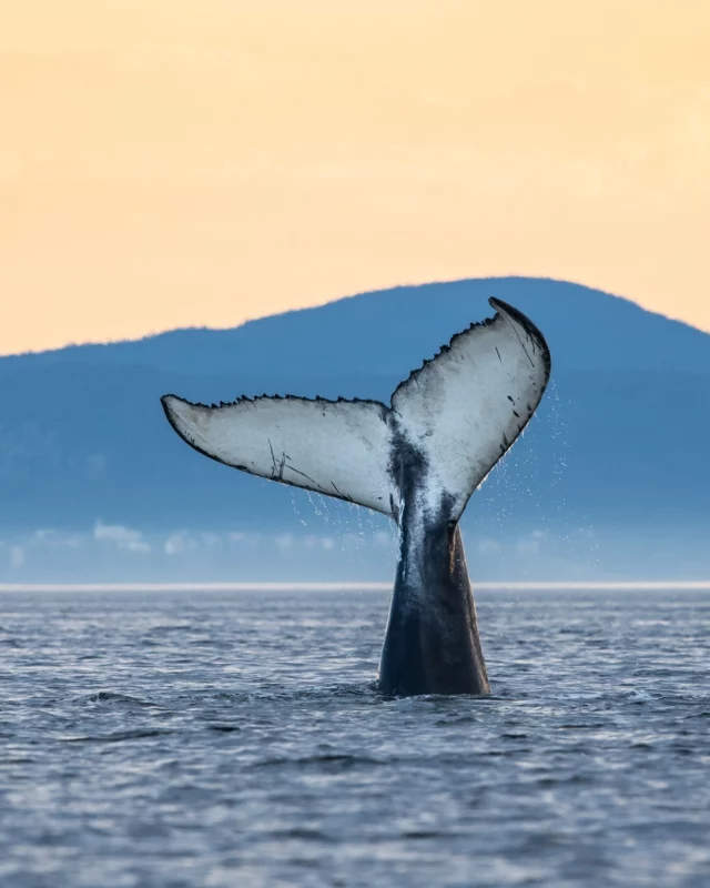 Les baleines sont de retour dans le Saint-Laurent ! 🐳
Depuis la Côte-Nord, capitale de l'observation des géants des mers, la route des Baleines déroule plus de 1 700 kilomètres le long du fleuve. Neuf espèces fréquentent les eaux du parc marin du Saguenay-Saint-Laurent, que vous croisez au fil d'une sortie en Zodiac ou en kayak de mer avec l'un de nos partenaires @croisieres_aml et @essipit.
Réservez vos places rapidement ! 
© Jocelyn Praud