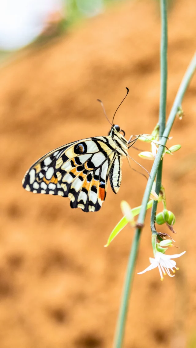Que diriez-vous de sentir un papillon se poser sur votre épaule en plein cœur de Montréal ? 🦋
Le Grand Vivarium de l'Insectarium de Montréal abrite des centaines de papillons en liberté, dans une serre baignée de lumière. Le parcours vous mène aussi sous terre, dans des galeries pensées à hauteur d'insecte, puis sous un dôme où trois mille spécimens dévoilent des couleurs insoupçonnées. 
Cet été, l'expérience Lepidoptera leur rend un vibrant hommage.
Espace pour la vie
