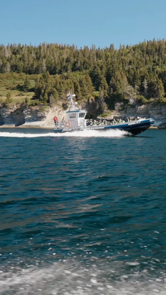 Impossible de venir au Québec et de ne pas observer les baleines dans le St-Laurent ! 🐳