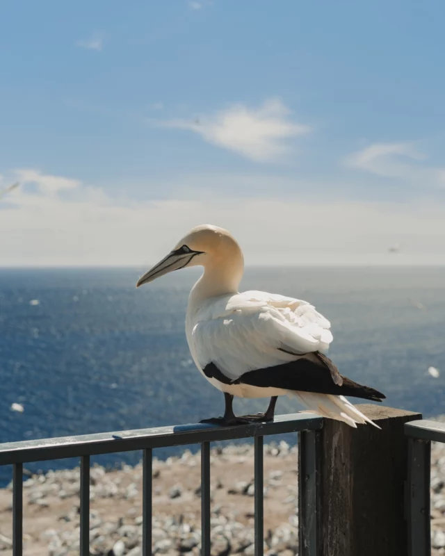 Il est inutile d’aller loin pour observer la faune sauvage du Québec. Vous êtes chez eux ! 🐾
La rencontre avec les animaux  qui peuplent les grands espaces québécois n’est donc pas une question de chance, il suffit d’ouvrir les yeux pour les apercevoir mais attention, sans les déranger évidemment !
.
.
#quebeclemag #qc #quebec #animaux #explorequebec #animalovers #animalkingdom