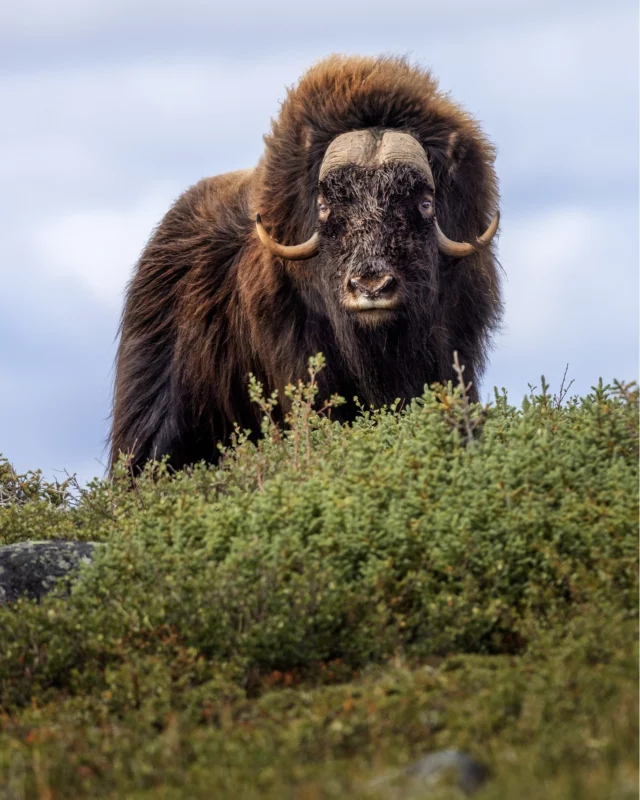 Le Nunavik commence au-delà du 55e parallèle. Très peu de voyageurs y posent le pied.
Notre directrice Audrey et notre rédacteur en chef David s'envolent pour cette destination unique. En partenariat avec @nunavik.quebec et @nunawild.nunavik, suivez leurs aventures chaque jour sur nos médias sociaux : rencontres, paysages, météo du jour, faune et flore...
Vous avez une question sur le Grand Nord québécois ? Posez-la en commentaire, ils vous répondront !
© Jean-Simon Begin
© Steve Deschênes
.
.
#quebeclemag #quebec #nunavik #voyagequebec #explorequebec