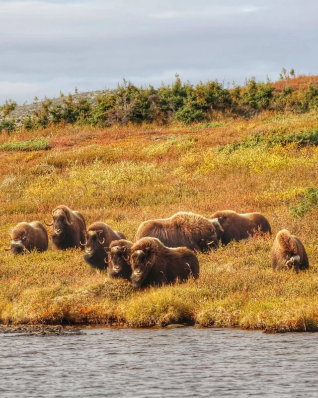 SAFARI ARCTIQUE AU NUNAVIK 
📍Jour 4, Lac Wolf | 14 °C
Après le petit-déjeuner, le groupe part sur deux canots pour rejoindre l'autre extrémité du lac Wolf. Le trek du jour nous conduit sur un esker, longue crête formée par le passage des glaciers, du haut de laquelle on épie la toundra à perte de vue. Destination : un autre grand lac au bord duquel Allen avait jadis installé son premier camp. 
Notre guide nous racontera qu'il y a très longtemps, les Inuit se retrouvaient ici en hiver et bâtissaient immense igloo. Il a lui-même trouvé sur place des artefacts très précieux, comme d'anciennes lampes à graisse de phoque taillées dans la pierre. On déjeune sur une plage du lac, à l'abri du vent, avant de repartir sur la toundra aux mille couleurs à la recherche d'un troupeau de bœufs musqués. 
Bingo ! 14 têtes de ces fascinants animaux apparaissant dans les jumelles de Camille-Anne. Après une bonne heure d'observation sous un soleil doux, retour au bateau en traversant une zone de marais (grandes bottes recommandées sur la toundra spongieuse !). 
Une première journée complète au rythme du Nord tout simplement superbe. Il ne manquait que les aurores boréales pour la couronner...
.
.
#quebeclemag #quebec #qc #nunavik #nunawild #nunaviktourism #nunaviklife #explorequebec #canada