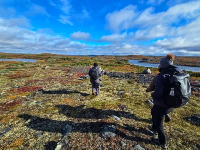 SAFARI ARCTIQUE AU NUNAVIK
📍JOUR 6, Lac Wolf | 10’C
L’aventure sur la toundra arctique se poursuit avec le sourire, malgré une météo disons... aléatoire. Ce matin, une longue traversée en canot à moteur nous fait atteindre un site archéologique découvert par Allen Gordon. Il s’agit de deux emplacements où les Inuit dressaient des tentes en peau de caribou ou de phoque pour passer l’hiver. Il en reste ces cercles de pierres qui racontent un passé lointain au milieu de nulle part. À proximité, Allen a aussi trouvé d’anciens pièges à renards arctiques en pierre, une construction qui servaient de cache à viande de caribou (le frigo de l’époque !) et de nombreux éclats de pierres coupantes comme des rasoirs, attestant d’une présence humaine non seulement très ancienne, mais aussi venue de loin puisqu’on ne trouve ces minéraux que dans le Labrador. Pas de bœufs musqués sur notre chemin aujourd’hui, mais un adorable petit lemming attrapé par Allen, et une compagnie de lagopèdes des saules, volatiles très présents dans le Nord qui ont la particularité de devenir tout blanc en hiver pour mieux échapper à leurs prédateurs. Le soir venu, au camp, on a eu le privilège de déguster de la viande de caribou provenant d’un animal chassé par le fils d’Allen. Un pur délice, accompagné d’un coulis d’airelles et de bleuets cueillis sur la toundra. Le vrai goût des grands espaces nordiques ! 
Quid des aurores boréales ? Les seules qu’on a pu admirer jusqu’ici sont celles montrées par Allen sur son écran, capturées seulement quelques jours avant notre arrivée... On continue donc à croiser les doigts 🤞
•
•
•
#quebeclemag #quebec #qc #nunavik #nunawild