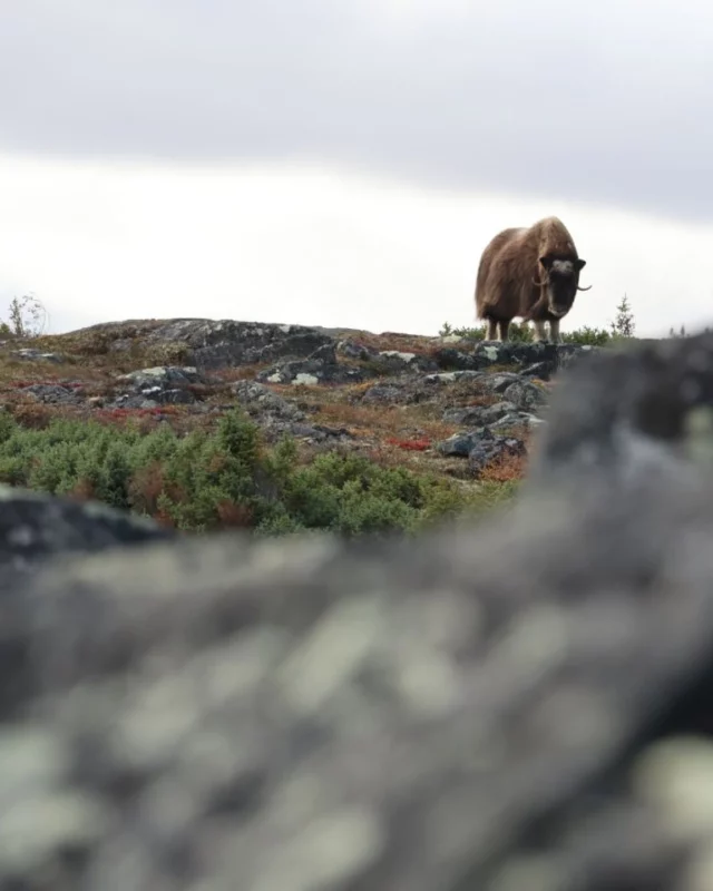 SAFARI ARCTIQUE AU NUNAVIK
📍JOUR 7, Lac Wolf | 12°C
Aujourd'hui, une petite fenêtre de ciel bleu s'ouvre pour retourner à la rencontre des muskox, ces fameux bœufs musqués, fil rouge de ce séjour au camp du lac Wolf avec @nunawild.nunavik. Rappelons que cette espèce de caprinés arctiques provenant de l'île d'Ellesmere, au Nunavut, fut  introduite ici à la fin des années 60, au départ à des fins d'élevage pour récolter leur laine. Et on peut dire que le Nunavik leur a réussi : d'une quinzaine d'individus, les bœufs musqués sont aujourd'hui près de 10 000 à parcourir la toundra de cette région du Québec grande comme l'Hexagone. 
Comme souvent, Allen Gordon part en éclaireur pour repérer la présence d'un troupeau et signaler sa position à Camyanne par talkie-walkie. Le groupe se remet alors en marche et, bientôt, les appareils photo crépitent de toute part. Pendant ce temps, avec Audrey, on fait le plein de ces petits trésors offerts par la toundra en automne : différentes variétés de bleuets, des myrtilles des marais, des airelles rouges, des camarines noires, quelques dernières chicoutais, ces framboises nordiques dont le jaune orangé commence à perdre de son éclat à la fin de l'été... et bien sûr, le précieux thé du Labrador, qu'on fait sécher le soir venu ou qu'on prend frais en infusion. Un garde-manger survitaminé, multicolore, au ras du sol et à perte de vue ! En cuisine, Lorraine et Camyanne préparent chaque jour des coulis et des confitures avec ces baies de toundra : goûts et couleurs garantis au petit-déjeuner, en dessert ou pour accompagner une viande comme le caribou. 
De retour au chaud alors que le vent et la pluie balayent le camp, une soirée de plus nous attend à nous régaler des innombrables histoires qu'Allen Gordon sort de son chapeau pour nous familiariser avec les traditions inuites, le mode de vie de ses ancêtres comme de ses contemporains. Et comme chaque soir, avant de retrouver notre cabane rustique bordée par le lac, on se répète que ce mystérieux @nunavik.quebec est décidément bien plus riche que tout ce qu'on avait pu imaginer...
.
.
#quebeclemag #quebec #qc #nunavik #explorequebec #safariarctique #nunaviklife