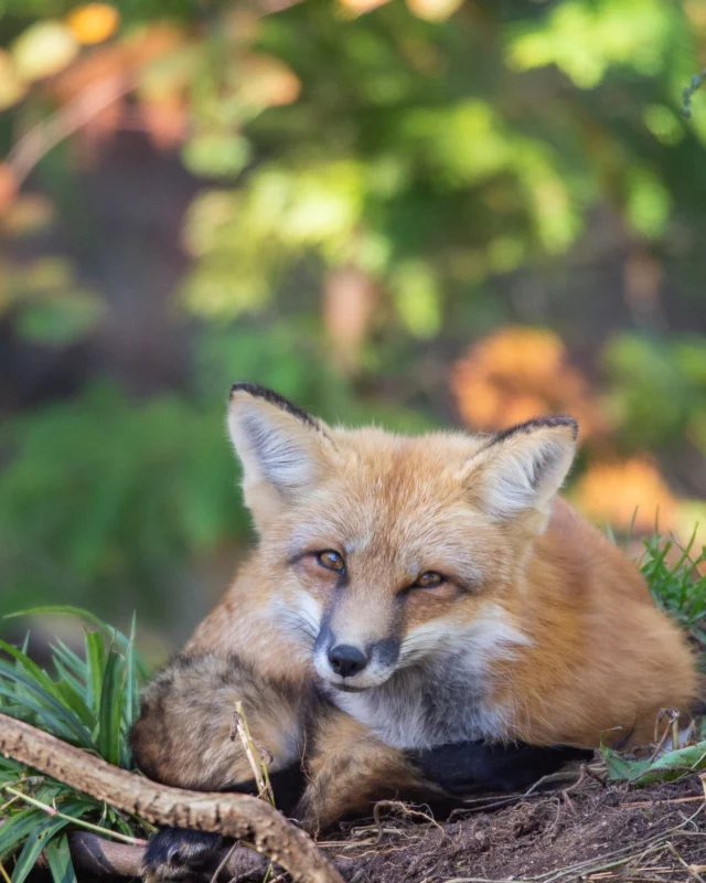 On vous raconte notre plus belle balade d’automne au @parcomega. 
Les arbres avaient sorti toute leur palette de couleurs, du jaune vif au rouge profond. À chaque virage, une tête curieuse apparaissait près de la voiture : un wapiti, puis des cerfs visiblement peu pressés. 
Résultat : nous avons mis deux fois plus de temps que prévu 🤣 ! 
Vous êtes plutôt team photos ou team contemplation ?